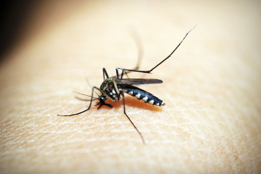 Close-up of a mosquito on skin