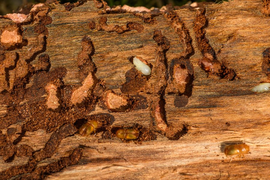 Wood surface showing galleries carved by wood-destroying insects